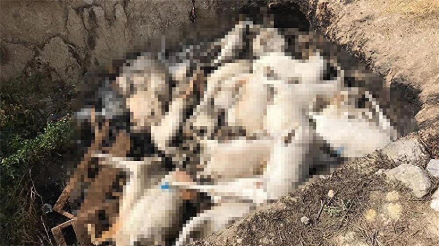 Yetkililer telef olan ve sayıları henüz belirlenemeyen hayvanları önce ilaçladı ardından kepçeyle açılan çukura gömdü.