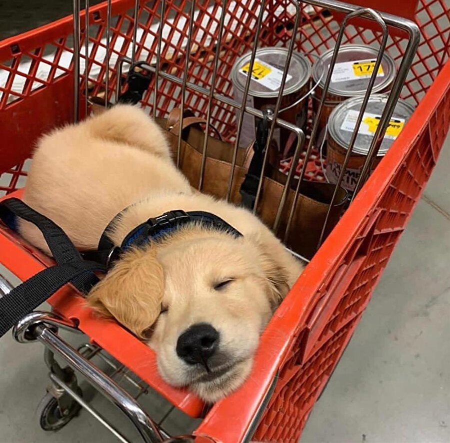 Mamaların olduğu yere gelince uyandır 