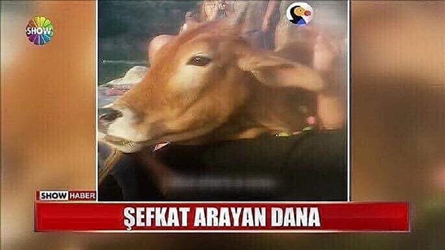 Ünlü oldum sonunda