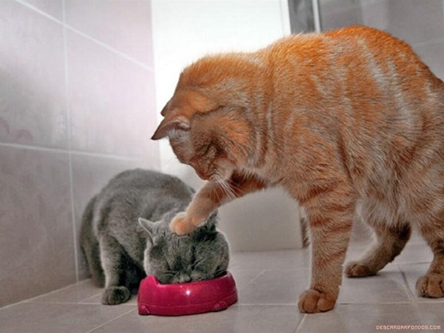 Aferin iyice ye doy aç kalma