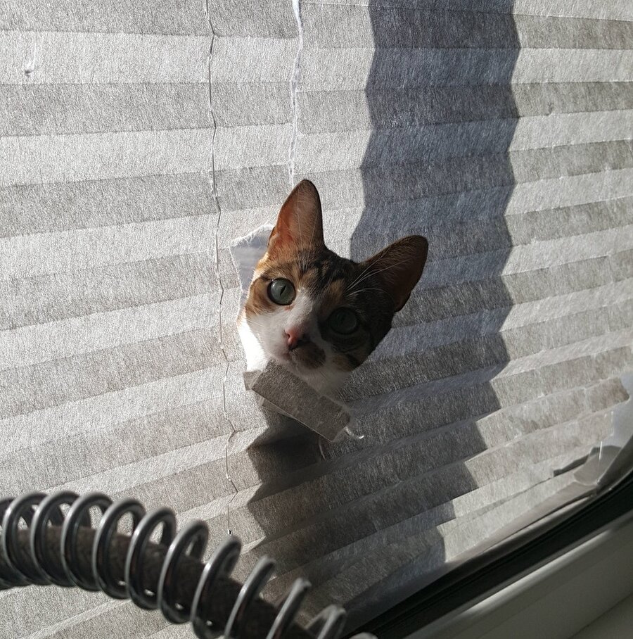 Zil çaldı kapıya baksanıza ben çıkamıyorum buradan