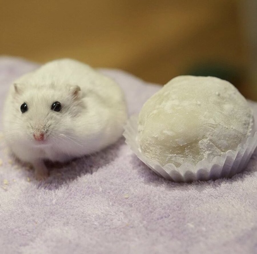 Beni yemeyeceksin değil mi? 