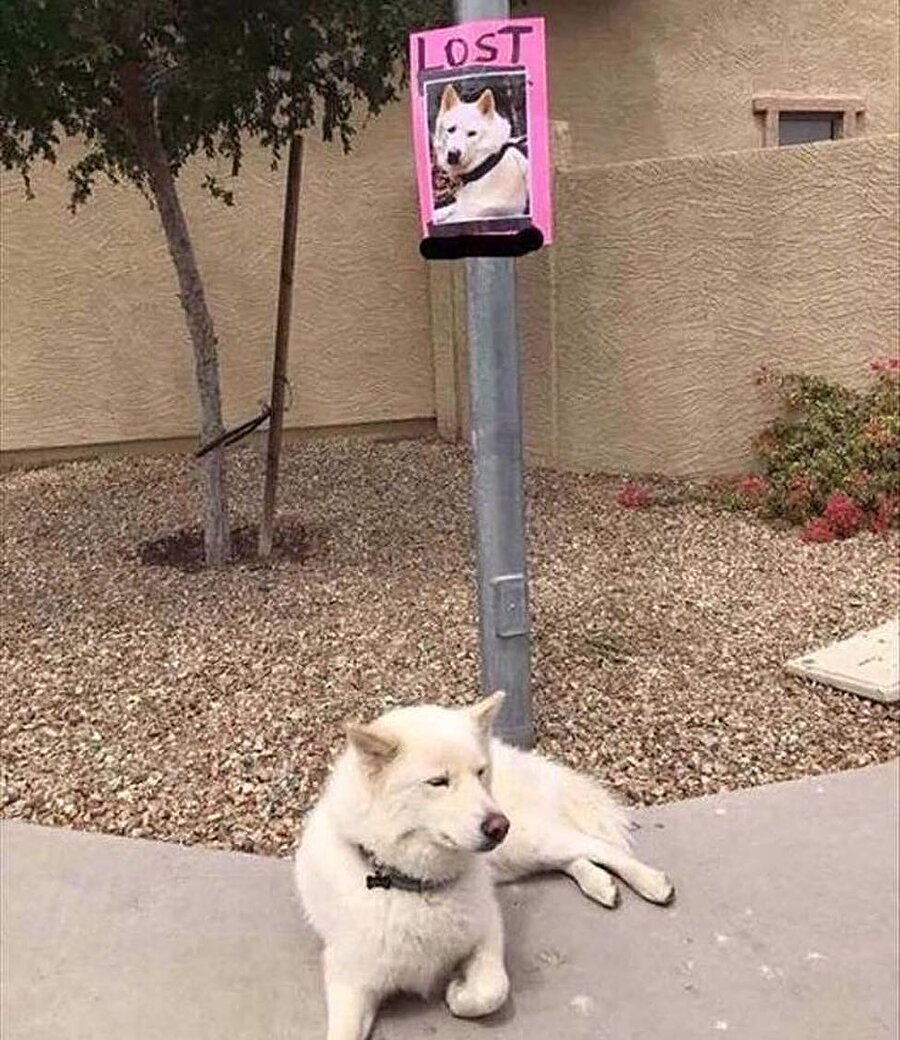 Pablo Escobar'ın köpek şubesi