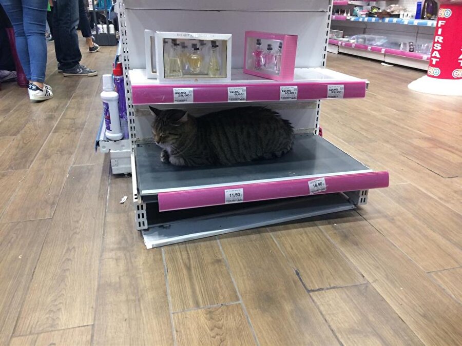 İndirim kalabalığından usanmış bir kedi