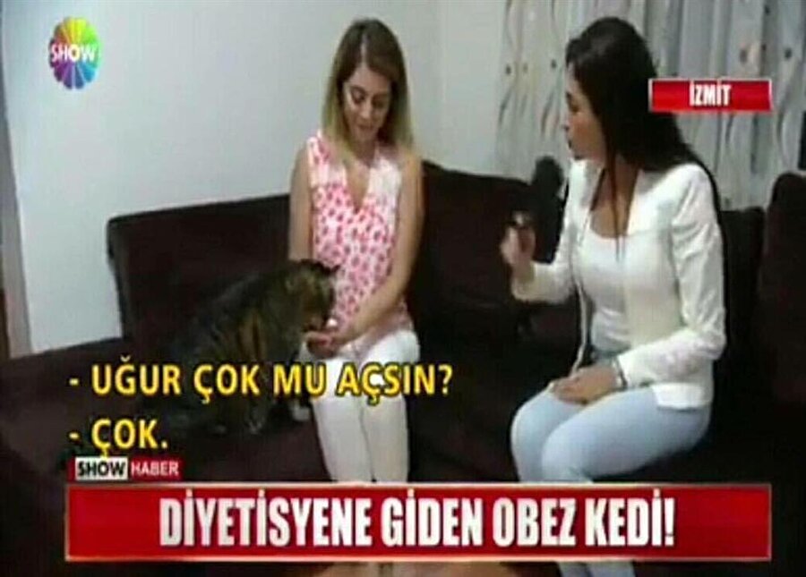 Kediyle röportaj yapmak mı daha iyi fikir görmedim