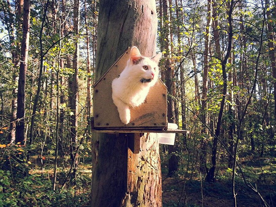 Kuş kirayı vermedi ben de onu yedim ne var bunda