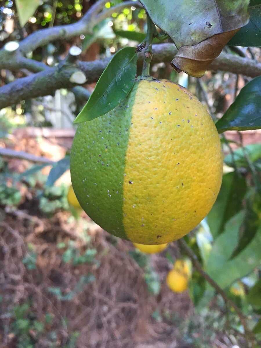 Lime mı limon mu daha karar aşamasında