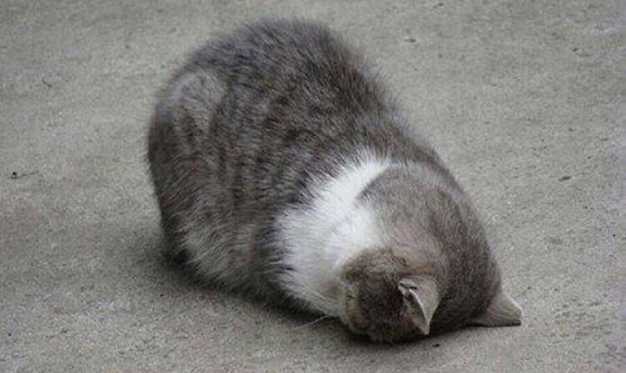 Herkesten nefret ediyorum