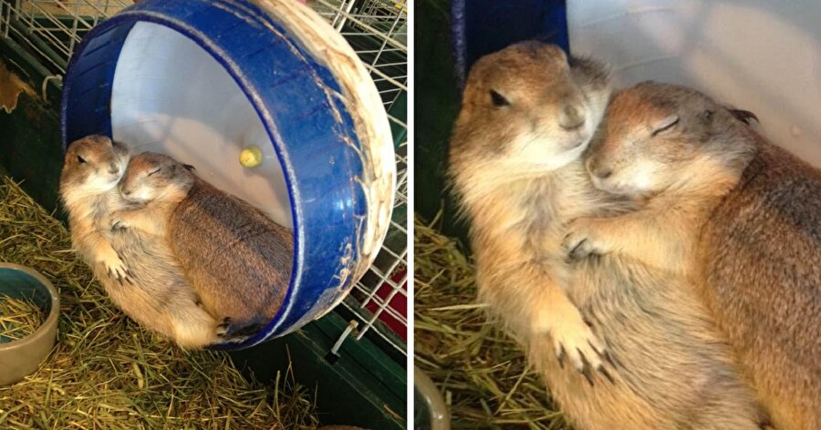 Bizim hanım bana sarılmadan uyuyamaz