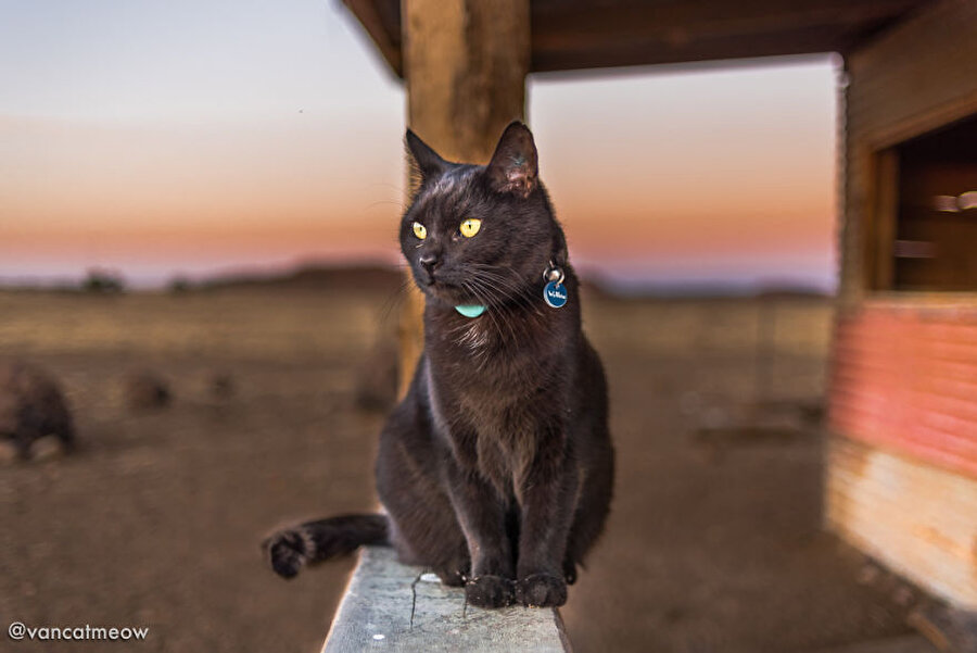 Bir şu kedi kadar cool olamadık diyorsunuz değil mi?
Merak etmeyin, iş bu içeriği hazırlayan editörünüz de aynı şeyleri söylüyor. :)