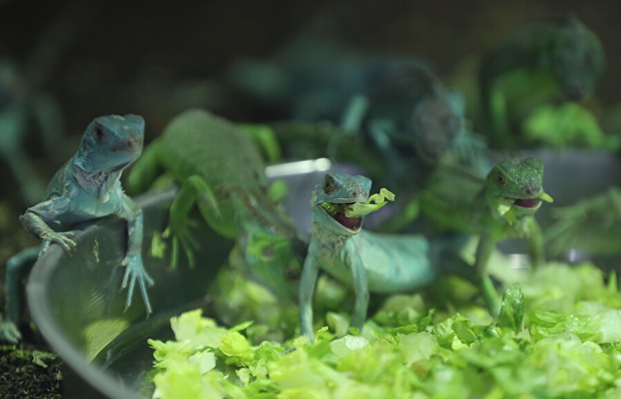 Kanka sonra bir laf soktum var ya oofff​