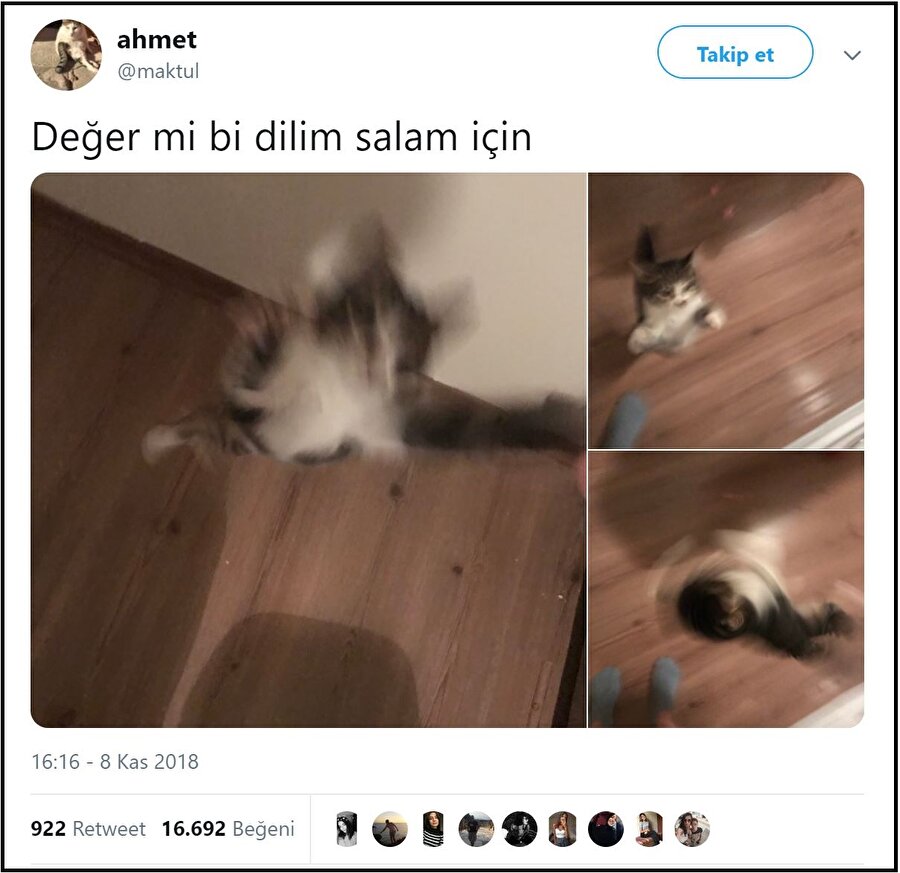 Salam için maymun olan kedi