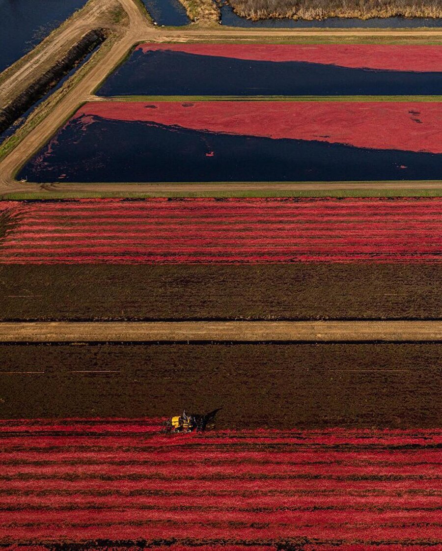 Wisconsin'de bir çiftlik olan Gaynor Cranberry'de hasat zamanı