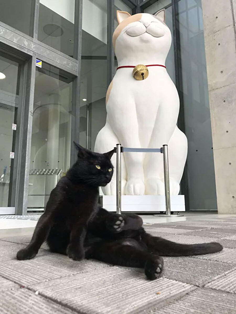 İlk ziyaretçisi Ken-chan 

                                    Müze yetkililerine göre Ken-chan bir yıl sonra müzeye, personelin Go-chan adı verdiği sarı bir kediyle gelmeye başladı.



                                