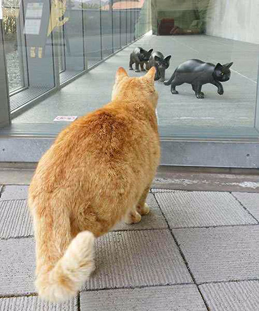 Kedi objelerini kendilerine benzettiler

                                    Kedilerin, müzede kendilerine benzettiği kedi objelerini gördükleri için kapıda bekledikleri de iddia ediliyor. 
                                