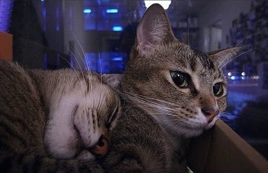 Metrobüste boş yer bulunca kankam ve ben