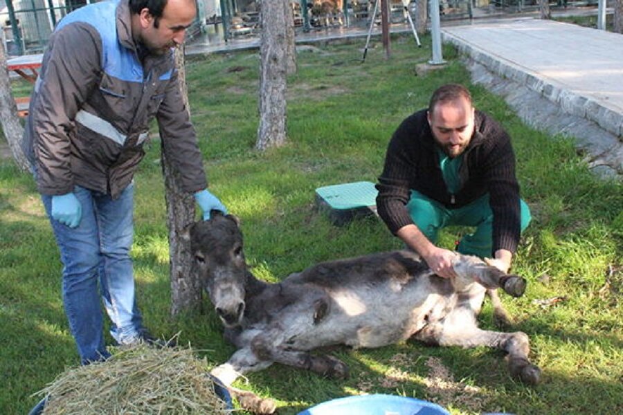 Eşek tedavi altına alındı.