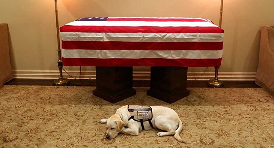 Rehber köpek Sully, Bush'un tabutunun önünde nöbet tutuyor.