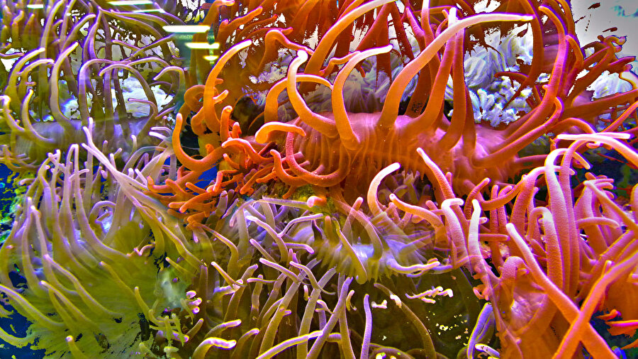 Doğanın eşsiz rengi: Canlı mercan 
Doğada renklerden istenen tanıdık bir enerji yayan bu eşsiz renk, iklim değişiklikleriyle birlikte yok olan mercan resiflerinde bulunuyor.