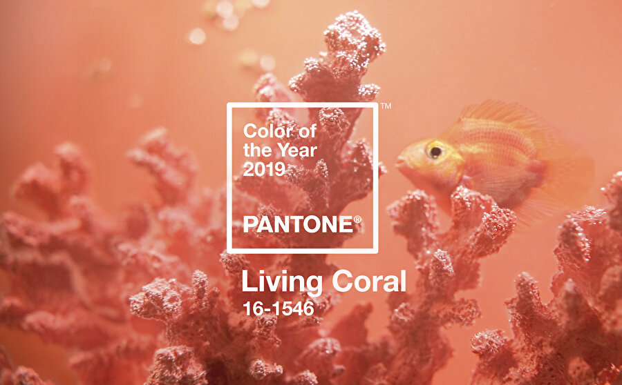 Renk kartelasında bir dünya markası olan Pantone, yeni yılın rengini seçti: 2019'un rengi Living Coral 'Canlı Mercan' olarak belirlendi.