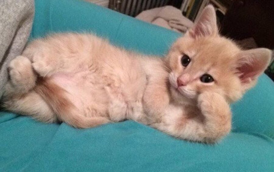 Ee hangi mama markasını kullanıyorsun anlatsana biraz?