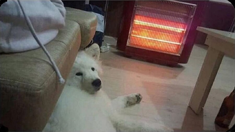 Kardeşim sen Sibirya kurdu olduğuna emin misin