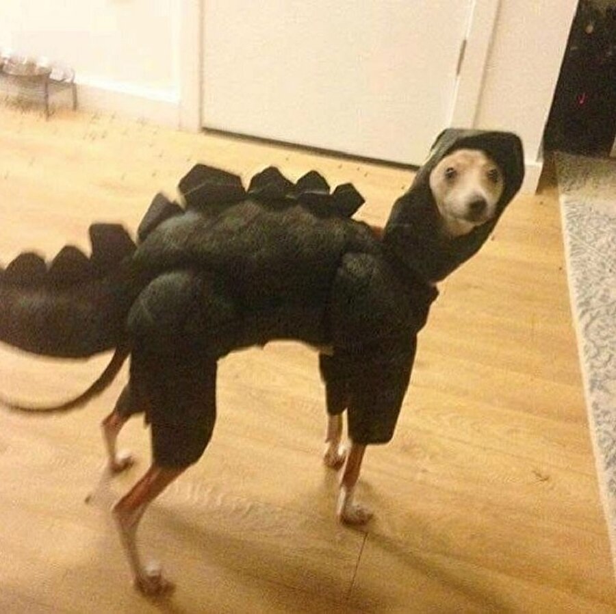 Biri dinozorların nesli tükendi mi dedi?