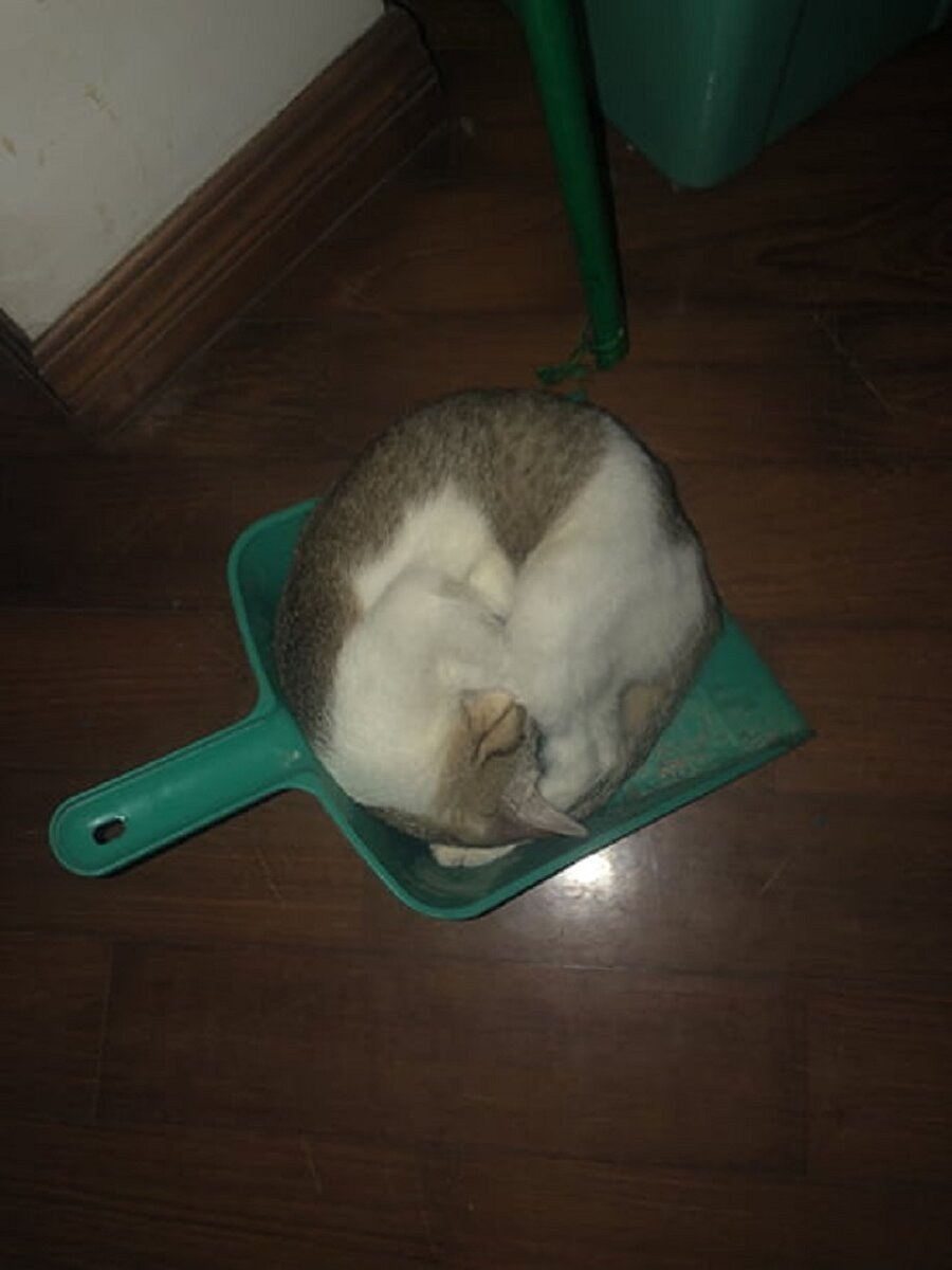 Dünyanın en tatlı tozu​