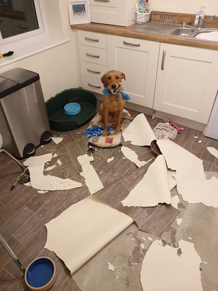 Bu surata nasıl kızabilirsin ki?​