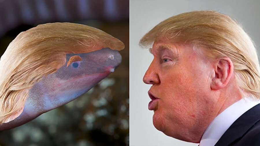 Panama’da keşfedilen ve yeni bir tür olan 14-15 cm uzunluğundaki solucana 'Trump' adı verildi.