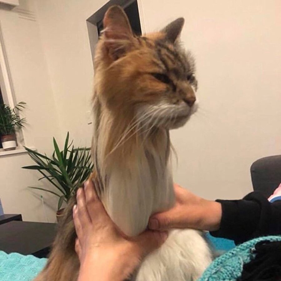 Zürafa olacakken son anda kedi olmuş