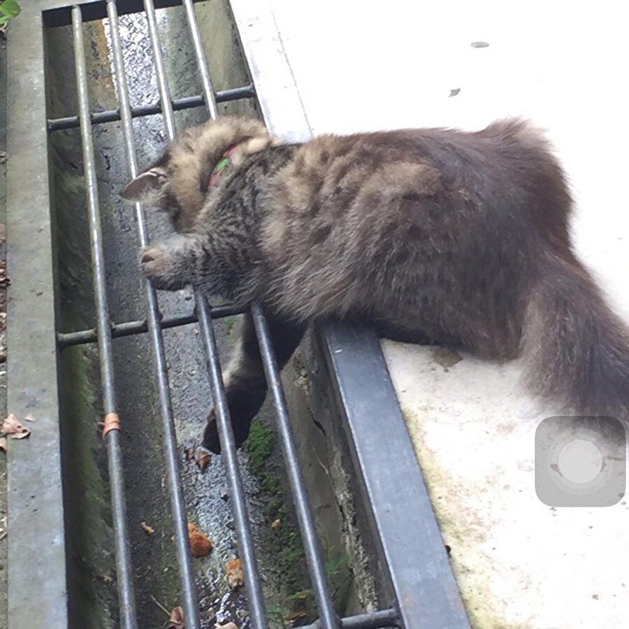 ​İçim parçalandı