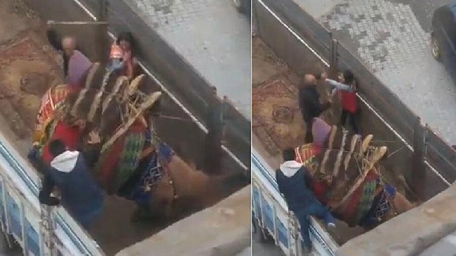 Kamyon kasasında deveye sopalı işkence