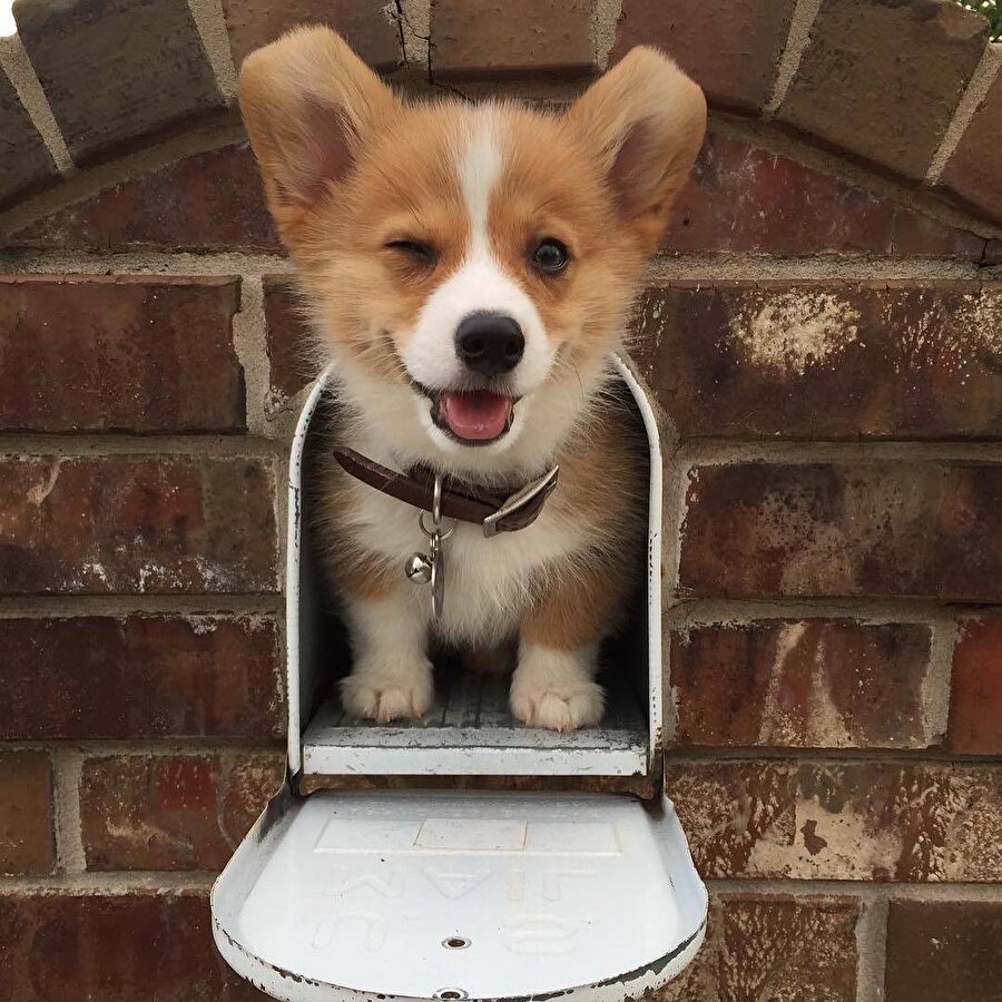 ​Kargon geldi tatlı kız ;)