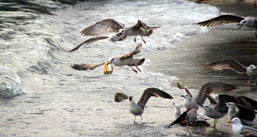 Martıların balık kapma mücadelesi

                                    
                                    Süleymanpaşa'da sahile akın eden martıların balık kapma mücadelesi renkli görüntüler oluşturdu. 
                                
                                