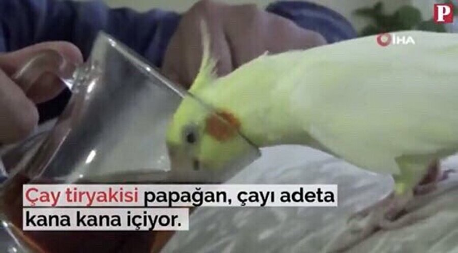 Erzurumlu kıtlama sevdalısı papağan