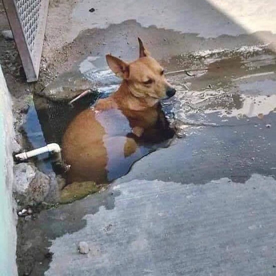 Yaz mevsimi... Özlendin