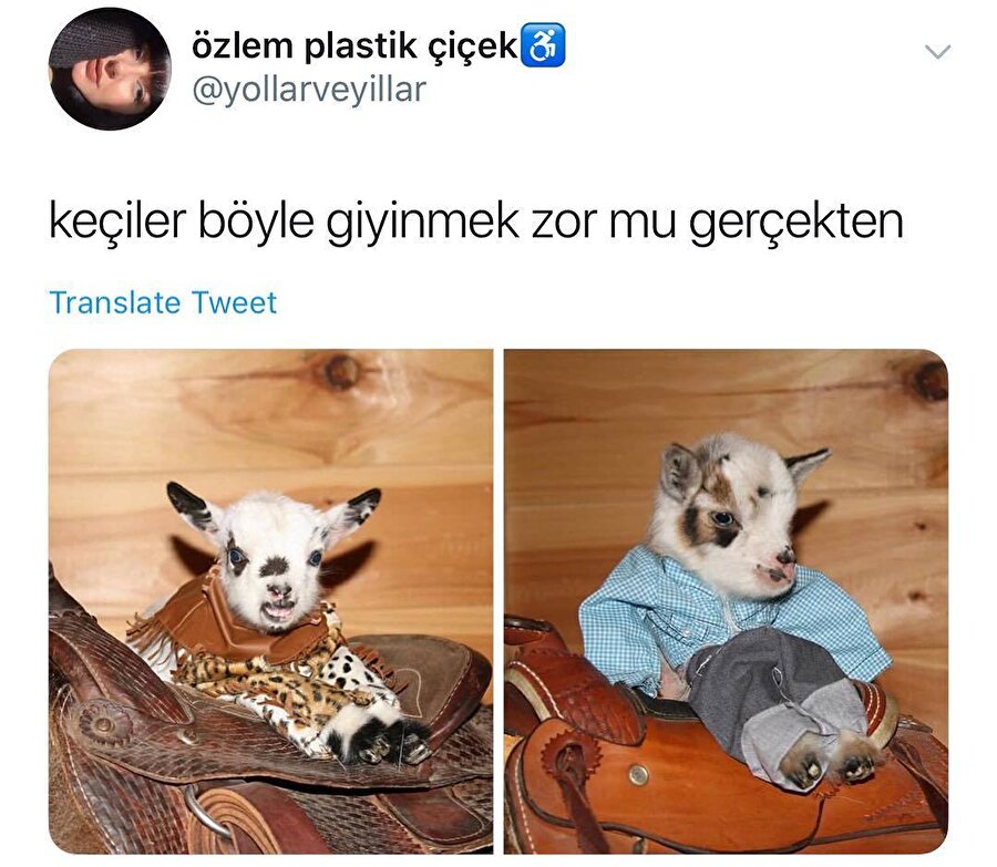 Keçiler cevap verin