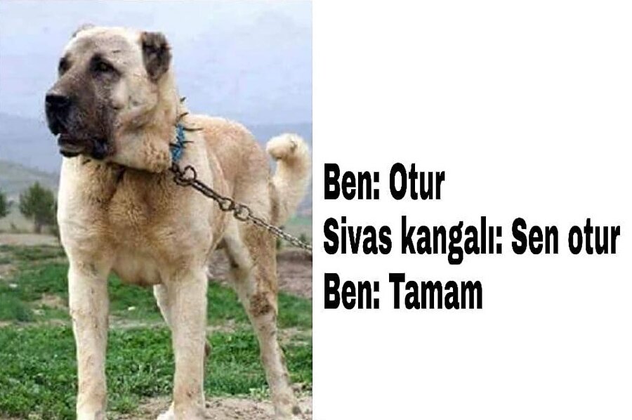 Sivas kangalı: Aferin