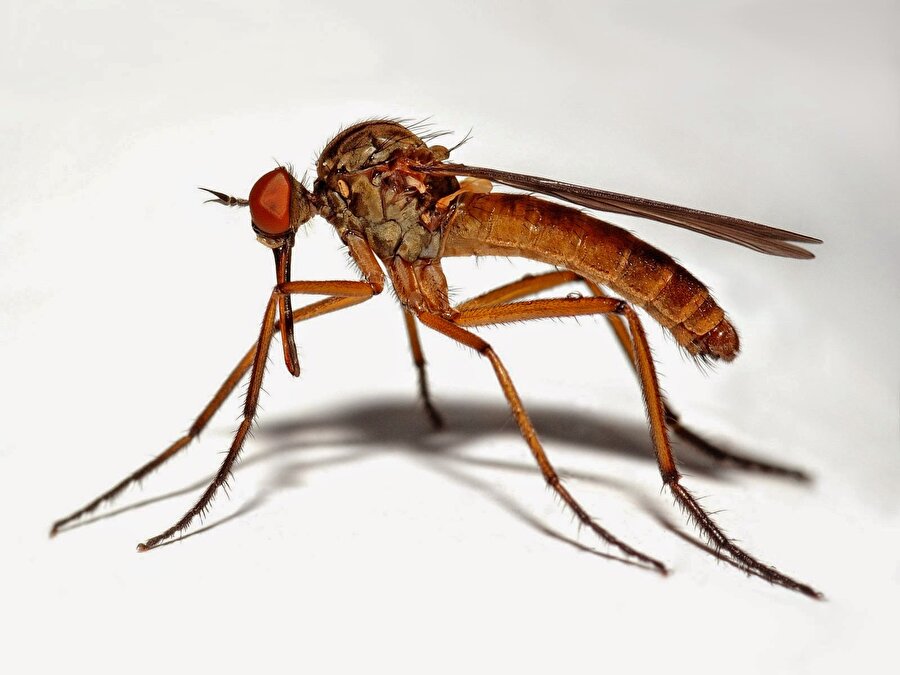 Sivrisinek, dünyanın en çok insan öldüren canlısıdır. 

                                    
                                