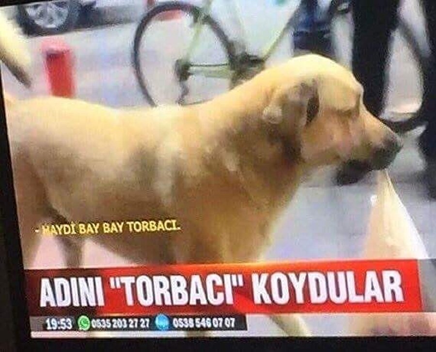 Köpeğin bundan haberi var mı?​