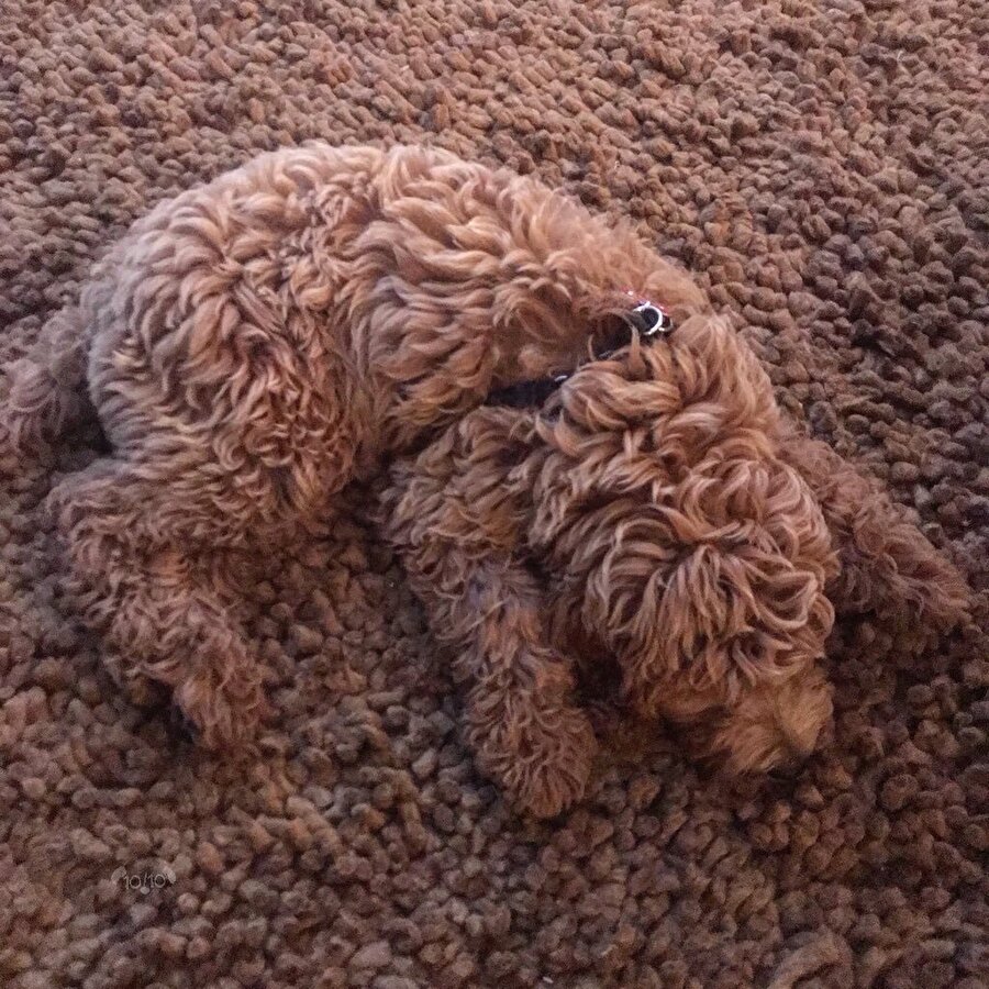 Kamufleye kafa atmış köpek​