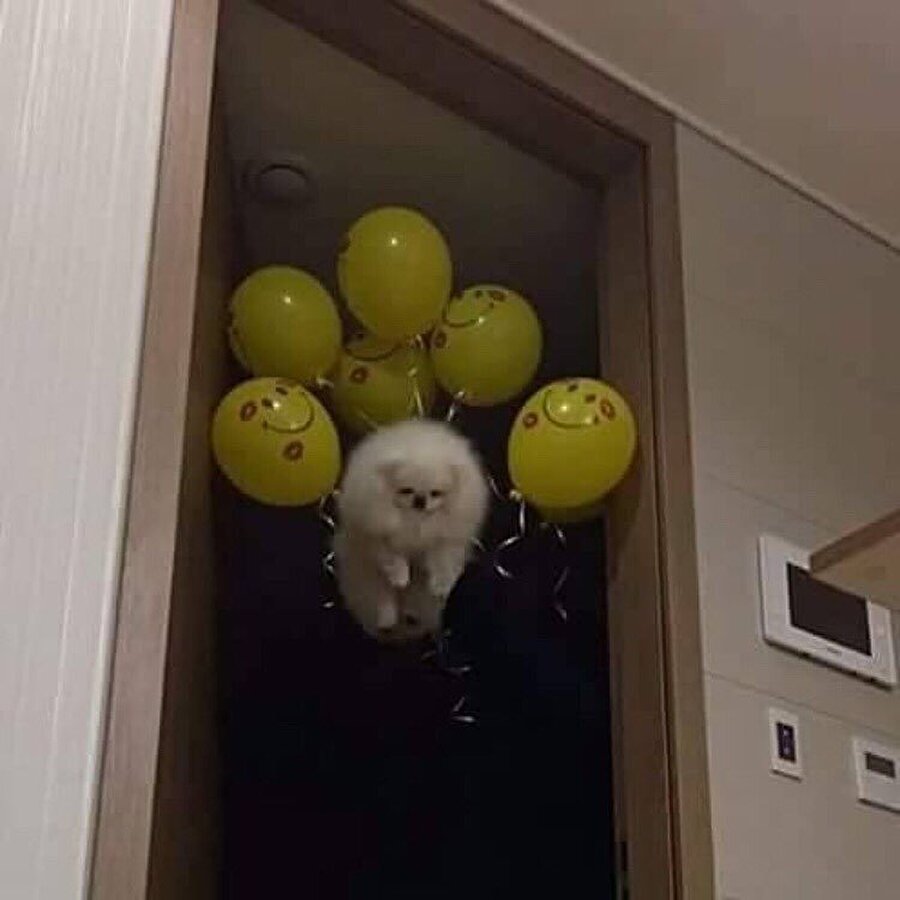 Sokakta böyle köpek gezdirmek istiyoruz