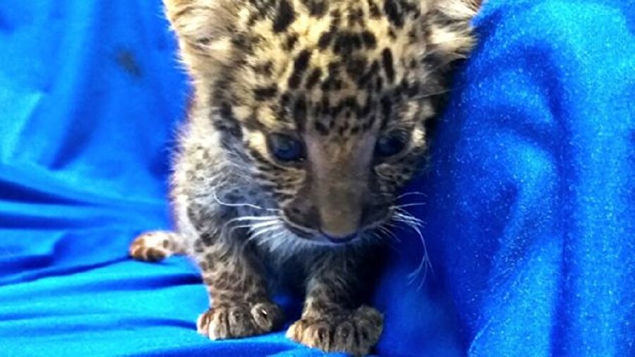 Bavulun içinden yavru leopar çıktı.