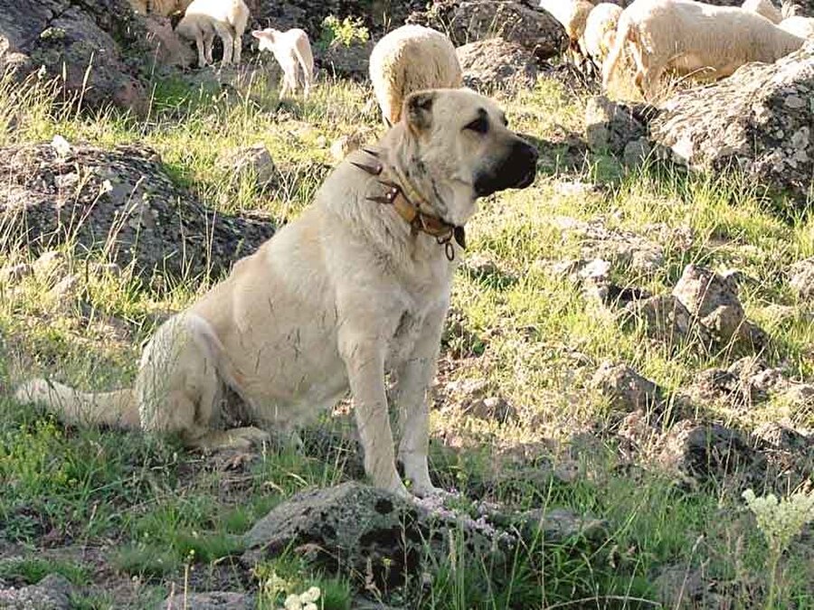 
                                    Çoğunlukla çoban köpeği olarak adlandırılsa da Kangal aslında bir gütme köpeği değildir. Onun esas ve ne iyi yaptığı iş çiftlik hayvanlarını kurtlara, ayılara ve çakallara karşı korumaktır. Kangalların korumacılığı, gücü ve sadık oluşu ve çocuklarla diğer hayvanlara karşı nazik tavırları onu aileler için de en iyi koruma köpeklerinden biri yapar.
                                