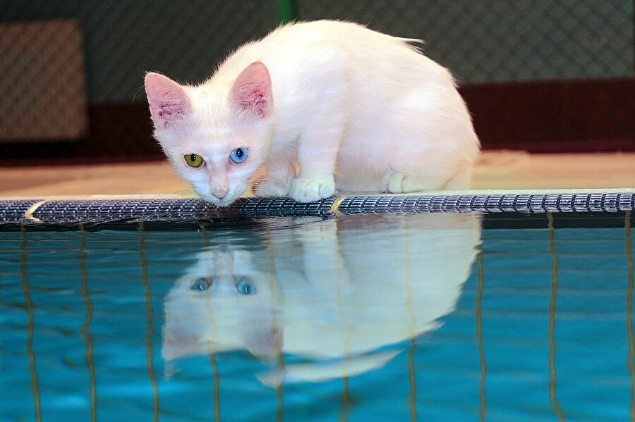 
                                    Van kedisi ve Batı dünyasındaki Turkish Van farklı kedilerdir. Ancak, Turkish Van isimli kedi cinsi de iyi yüzücüdür ve göz renkleri üç çeşittir. Aradaki farkın az çok anlaşılmaya başladığı günümüzde, safkan Van kedisi, Turkish Van'den ayırmak için, Batı literatüründe de Türkçe olarak "Van kedisi" şeklinde anılmaktadır.
                                