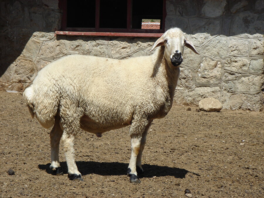Akkaraman Koyunu

                                    İki çeşit Karaman Koyunu bulunmaktadır. Mor olanın özelliklerinin bir çoğunu taşıyan Akkaraman koyunu farklıları da vardır. Türkler için çok değerli bir canlı türü olan akkoyunlar, bir devlete bile ismini verecek kadar kıymet görmüştür.
                                