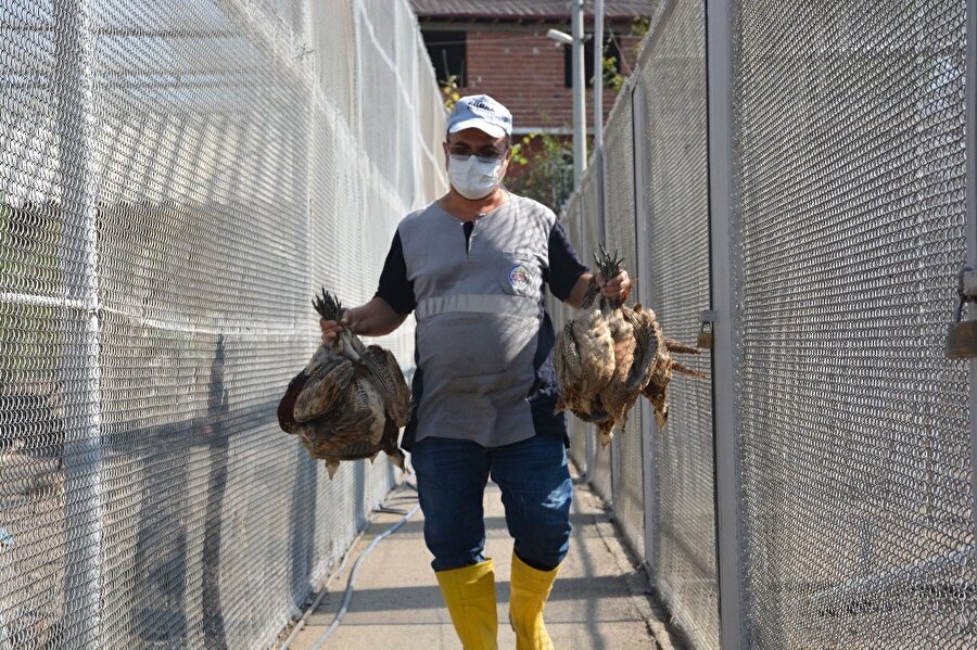 5 bin kanatlı hayvan doğaya salındı. 
