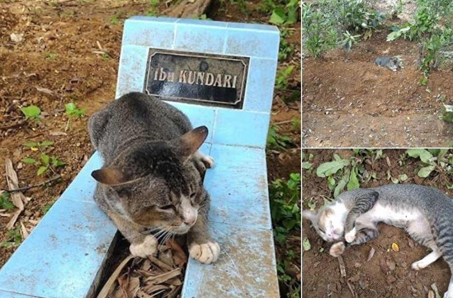 Endonezya'da sahibi ölen bu kedi 1 senedir onun mezarından ayrılmıyor