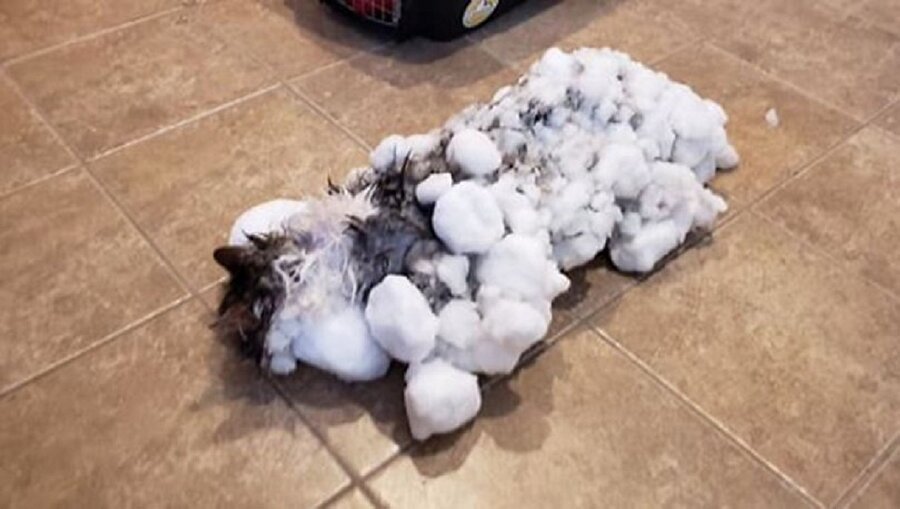 Kedi Fluffy donmak üzereyken bulundu.